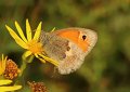 32 hooibeestje Coenonympha pamphilus Stalberg De Hamert_resize